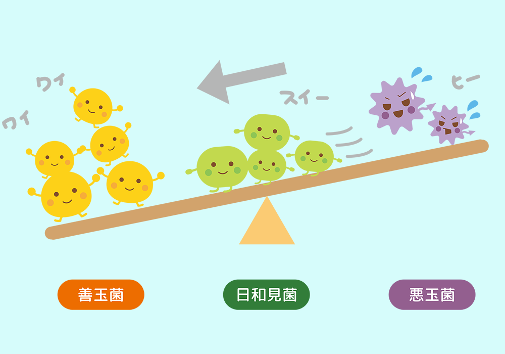 善玉菌・日和見菌・悪玉菌